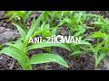 Ani Ziigwan 