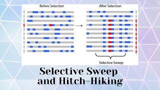 Selective sweep and Hitch-Hiking screenshot 1