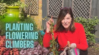 Planting Gorgeous Climbers … Star Jasmine & Chilean Potato Tree