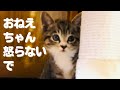【子猫が必死でキレる先輩猫に接近してみた】@taipi 【切り抜き】