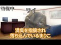 【悲劇】清楚系に見えて中身は…親が見てたら絶縁レベル #猫ミーム #猫マニ