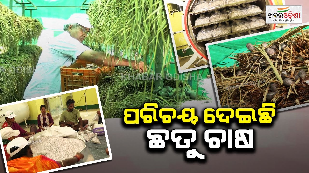 Mushroom Farming Gives Identity: Meet Dhenkanal's Successful Farmer Ajay | Khabar Odisha