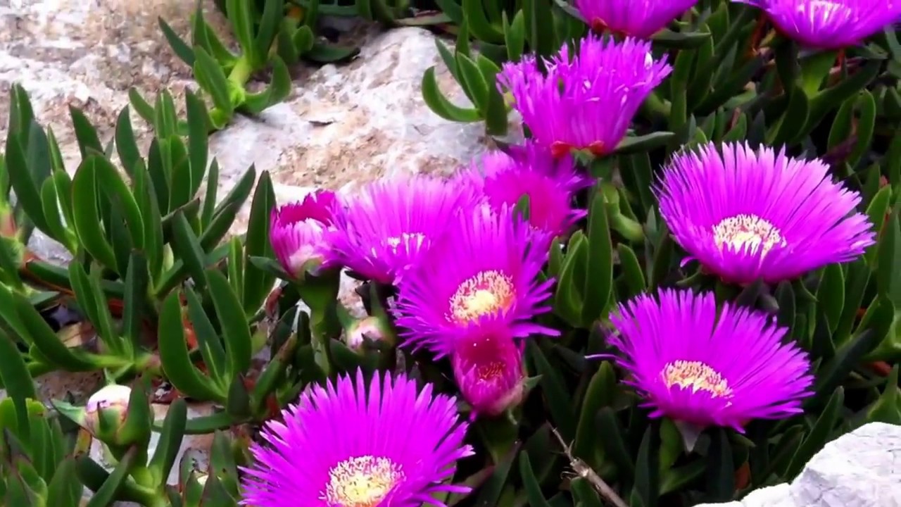 Akdeniz kıyısındaki güzel çiçekler