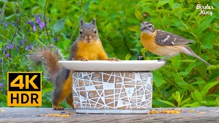 Cat TV for Cats to Watch❤ Beautiful Backyard Birds and Squirrels  8 Hours(4K HDR)