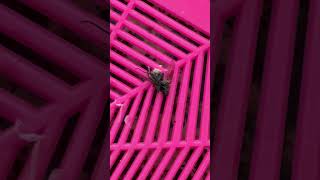 The Dead Fly in Elk Grove Part 39