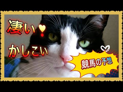 猫と会話☆まぁおが競馬予想？万馬券を夢見て。。それは俺ｗ☆