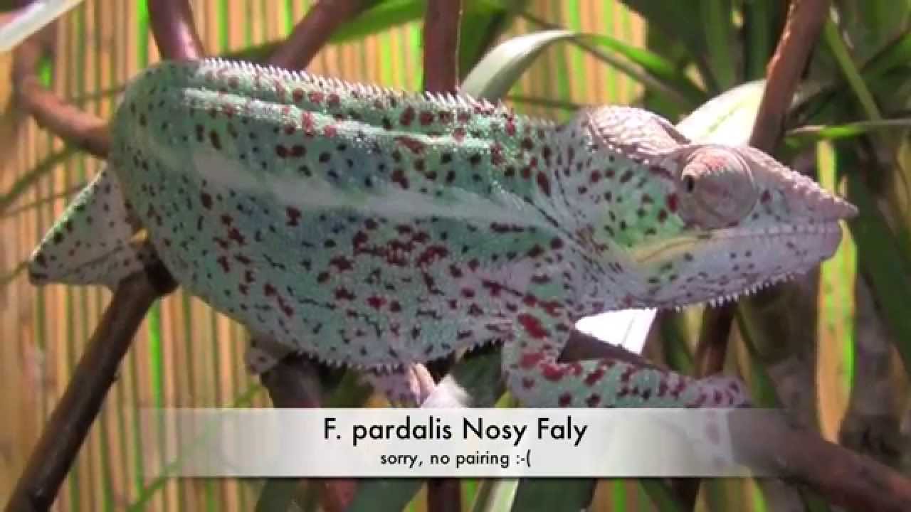 Furcifer pardalis Nosy Faly