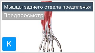 Мышцы заднего отдела предплечья (предпросмотр) - Анатомия человека | Kenhub