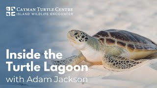 Inside the Turtle Lagoon with Adam Jackson