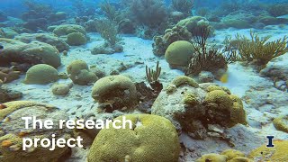 Reef Rebirth: The research project