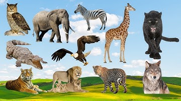 Động vật hoang dã, âm thanh, tiếng kêu của các loài vật: Con voi, con hổ, con báo, chim cú mèo