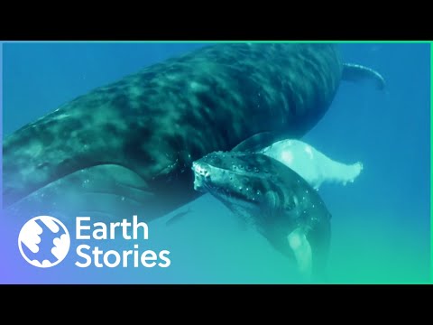 COULD WE LOSE HUMPBACK WHALES? (CONSERVATION DOCUMENTARY) | 1000 DAYS FOR THE PLANET
