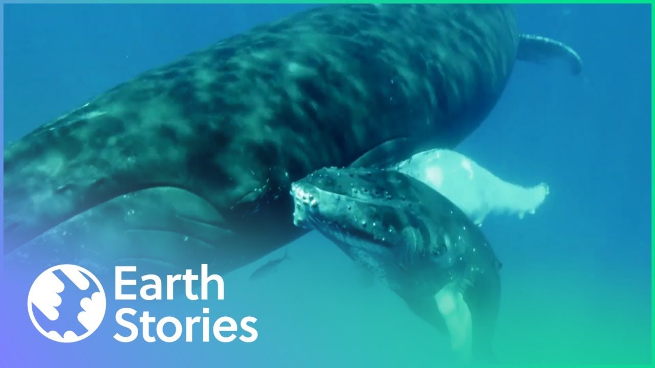 Could We Lose Humpback Whales? (Conservation Documentary) | 1000 Days for the Planet