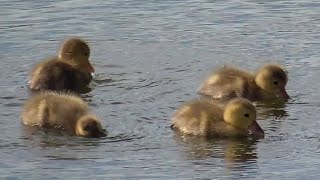 More Canvasback ducklings