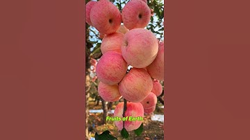 Farm Fresh Ninja Fruit Cutting | #516 Oddly Satisfying Fruit Ninja #shorts #shortsfeed #fruit 🥝🍓🍎🍒🍐🍉