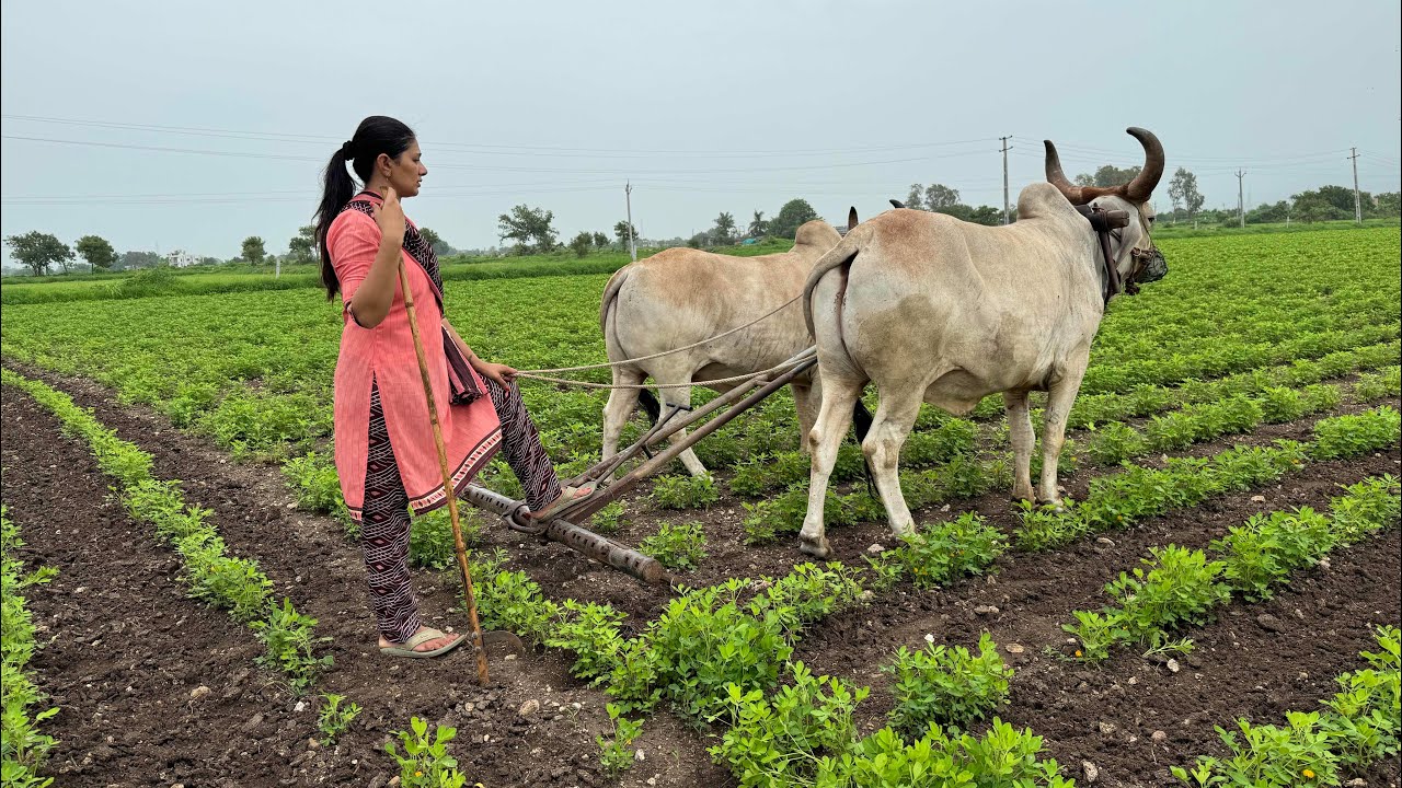 Ajj ramde khijkavano se harkhu hati ni hale to