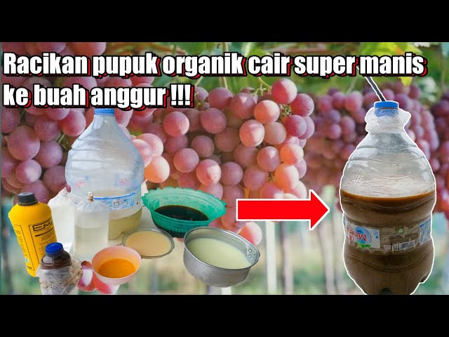 Cara Buat Pupuk Organik Cair Tanaman Anggur Buah Di Jamin Manis | how to make organic fertilizer 🍇 class=