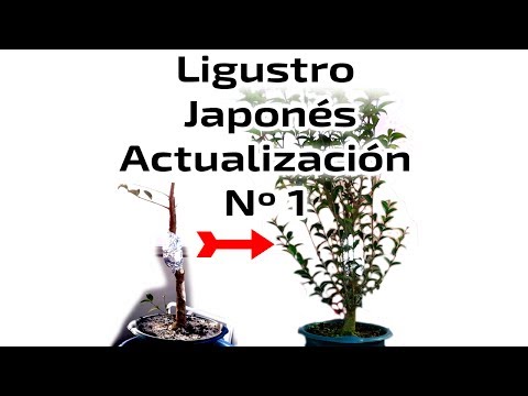 Video: Ligustro Japonés