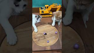 Marble run 🔴 red balls #satisfying #asmr #cat #marblerun #cute #kucinglucu