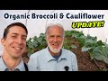 Broccoli  cauliflower update  shocking way to keep cats off row covers organic gardening works