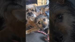 Famous #dog #daxandbaileyshow #adogspurpose #godisreal #therapy #recovery #dogshorts #shorts #short #dogs Net Worth