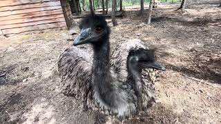 Larry and curly emu not sure about their new to them pool. They do like water though.