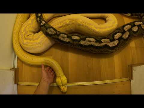 Reticulated python relaxing