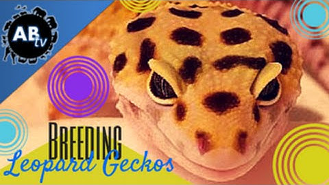Leopard Gecko Breeding: SnakeBytesTV : AnimalBytesTV