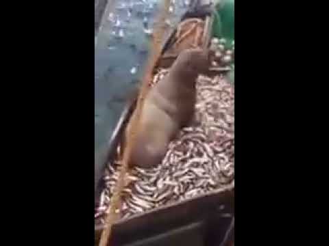 Download Ils pêchent par mégarde un lion des mers   vidéo Dailymotion