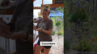 Cucumber Transplanting: Avoid Shock with This Simple Trick!