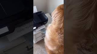 I tried to charge my dog rent on his house! #dog #goldenretriever