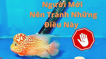 Top 8 Sai Lầm Người Mới Chơi Cá La Hán Nên Tránh | Cá Cảnh Đại Lâm Mộc