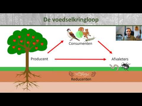 Bio - Voedselkringloop en reducenten - Ecologie onderbouw #2