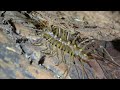 House Centipede and Spencer&#39;s burrowing Frogs. Central Australia