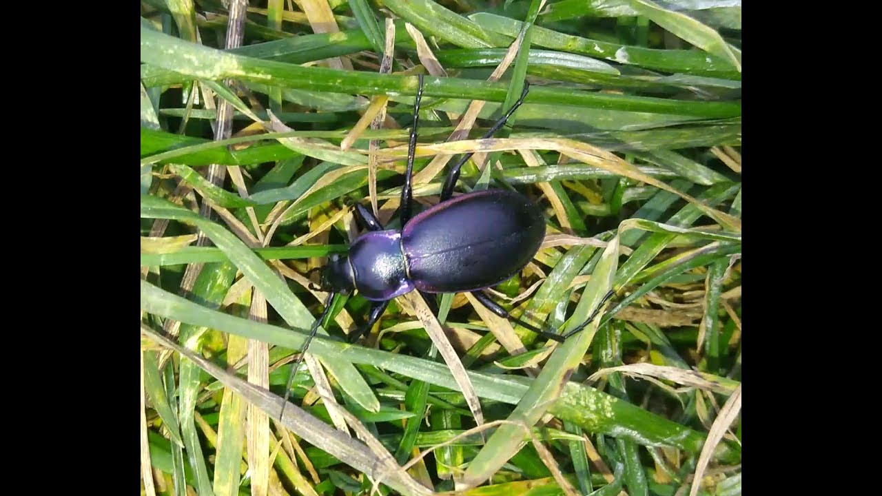 Microporus nigrita, Pyrrhidium sanguineum, Bothynoderes affinis, Cantharis rufa, Carabus violaceus