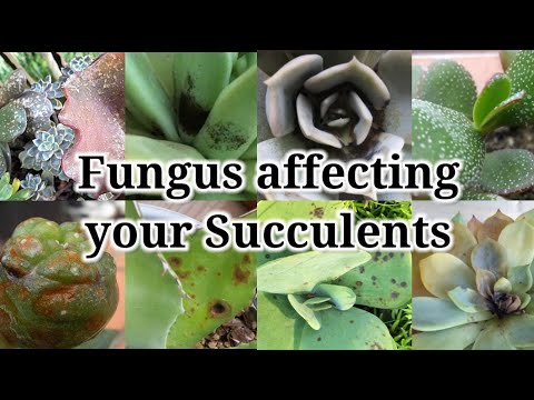 4/5 Fungus on Succulent and how to treat them || Fungus on plants explained