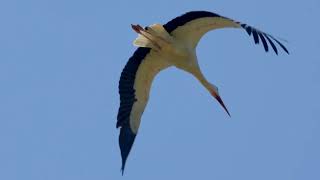 Birds Flying || Beautiful Birds Sounds Relaxation 4k video || Part -4 || Top 10 Beautiful Birds ||