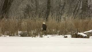 American Bald Eagle Mystery Meal? What is he eating ? by Lucky Bird 102 views 3 years ago 15 minutes