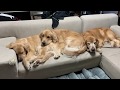 なんて素晴らしいわんこ重…!すみませんすみません!起こしてすみません!