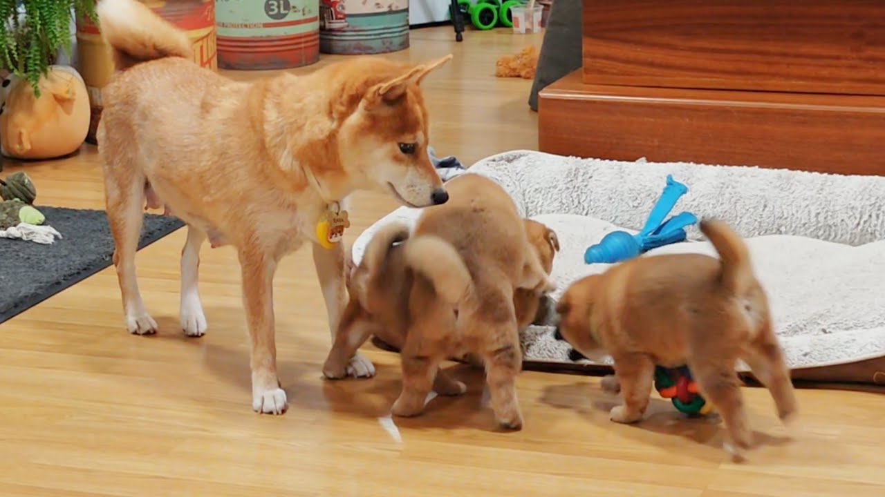 They got into a loud argument and mom is seen visibly worried