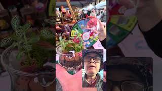 #FYI🇦🇺 AUSTRALIA# PART3 BRISBANE CITY KING GEORGE SQUARE FRIDAY MARKET SEPTEMBER 12 2025 
