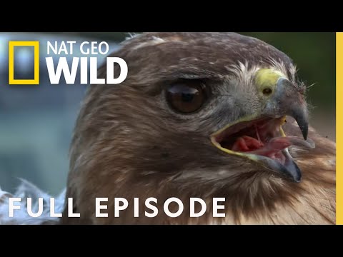 Red Hawk Down (Full Episode) | Bandit Patrol