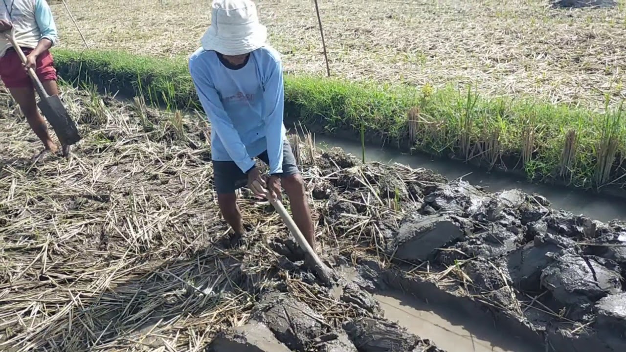 Cara membuat bedengan BM di musim hujan YouTube Cara membuat bedengan BM di musim hujan YouTube