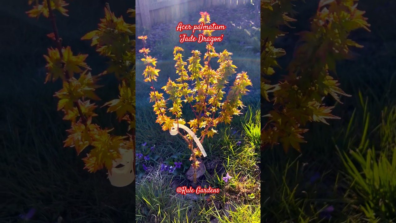 Check out this amazing dwarf 