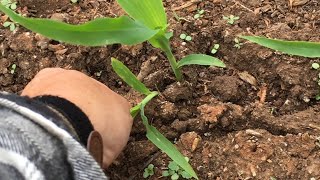 HOW TO THIN CORN SAFELY  AND REPLANT THE EXTRAS