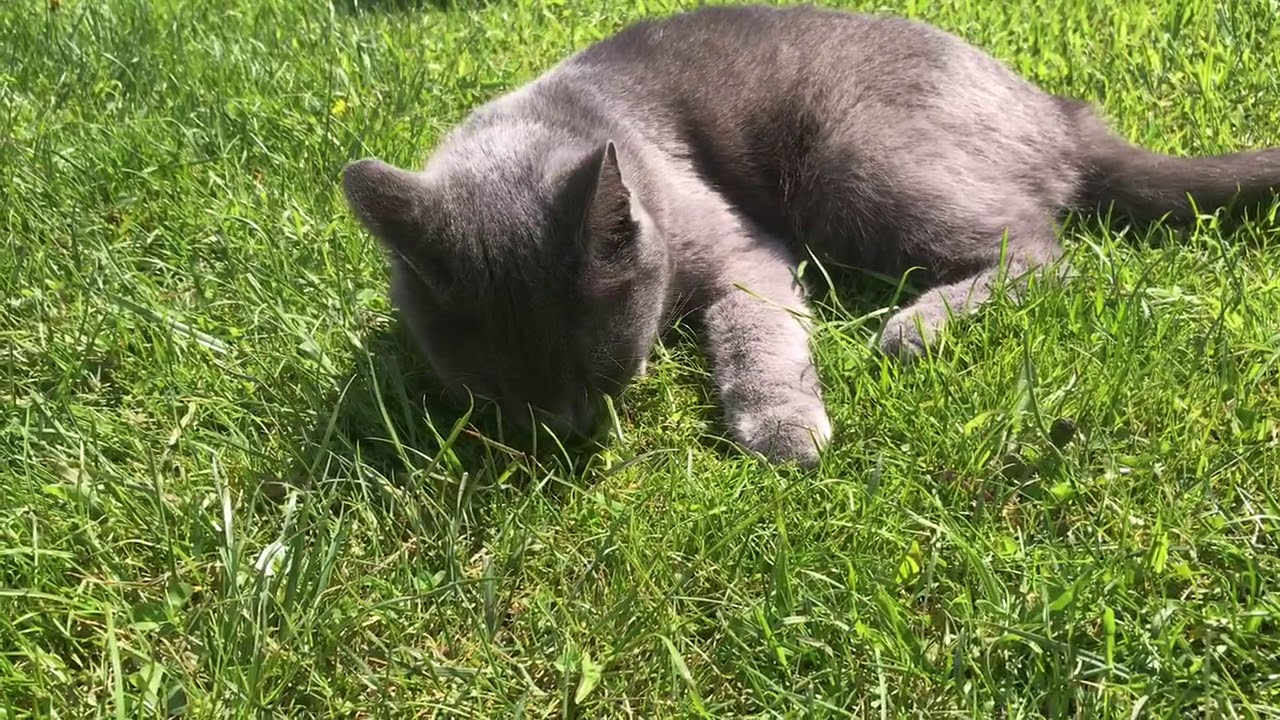 Кот есть муравьев? - YouTube