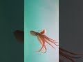 Wild octopus swimming underwater nature wildlife octopus Wild octopus swimming underwater nature wildlife octopus