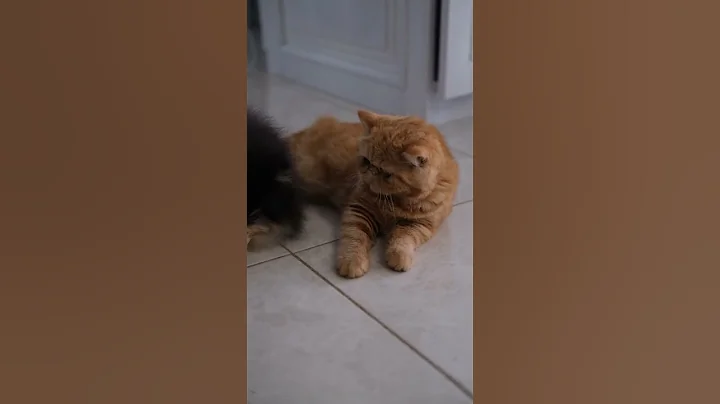 Video 6741771: cat kitten pets funnycat, cat kitten pets funny, cat grooming, cat adoption funny, cat food, cat toy