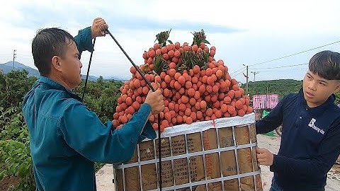 Vải Hộ Đáp ||Lục ngạn - Bắc giang