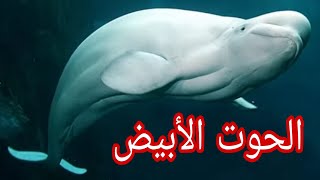 الحوت الأبيض اصغر واندر الحيتان في العالم/كناري المحيط/معلومات عن الحوت الأبيض/حيوانات بحرية